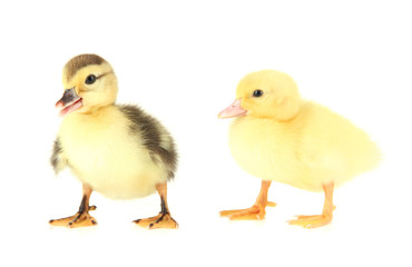 Cute ducklings, isolated on white