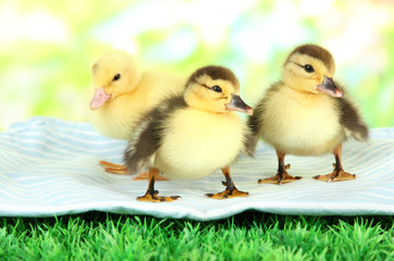 Cute ducklings on fabric, on green grass, on bright background