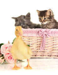 Small kittens in basket and  duckling isolated on white