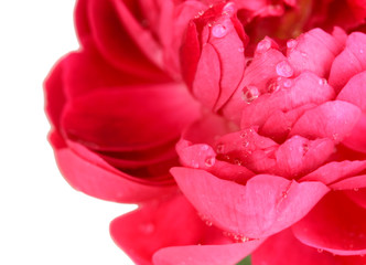 Tea rose close up