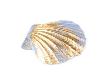Colorful seashell isolated on white