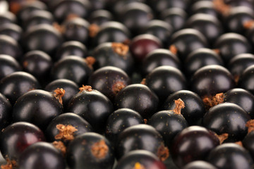 Fresh black currant close up