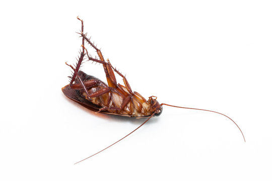 Dead cockroach isolated on a white background