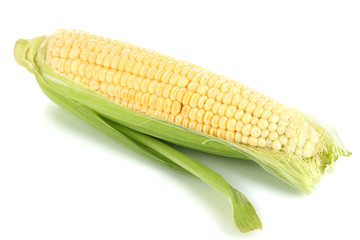 Fresh corn vegetable isolated on white