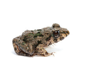 Marsh Frog isolated on white background, Pelophylax ridibundus
