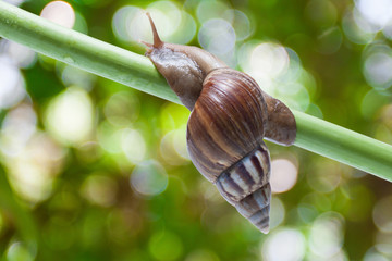 garden snail on green bokeh background