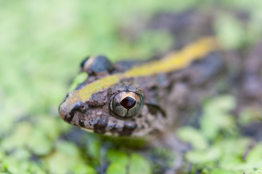 frog in marsh amongst duckweed