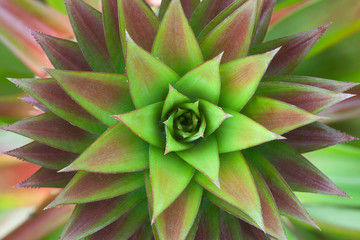 Closeup on pineapple plant