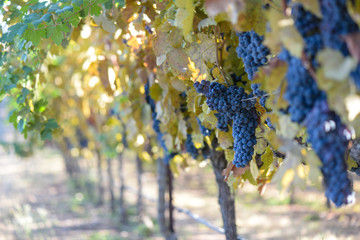 Grapes on the Vine in Autumn