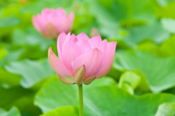 Obraz premium ハスの花