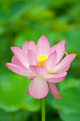Fototapeta premium ハスの花
