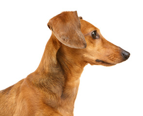 Dachshund dog portrait