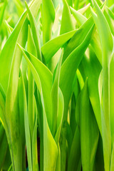 green tulip leaves