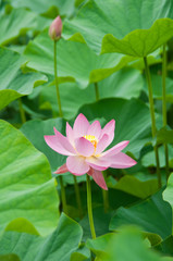 ハスの花 © 歌うカメラマン