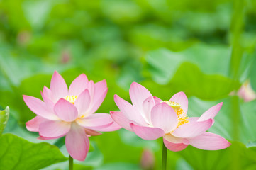 Obraz premium ハスの花