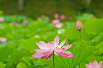Fototapeta premium ハスの花