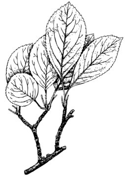 Branch of Plant Malus sieversii (Wild apple)