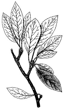 Branch of Plant Malus kirghisorum (Wild apple)