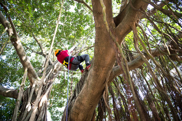 climbing high tree