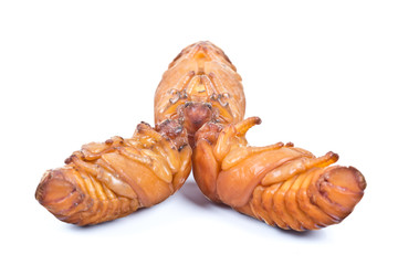 pupa of coconut rhinoceros beetle