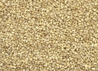 Fototapeta premium Wheat
