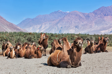 Chameaux dans la vallée de Nubra, Ladakh