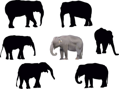 set of seven elephants isolated on white