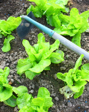 culture de plants de salade
