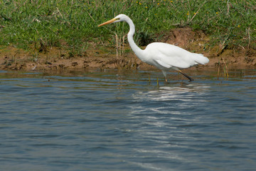 Great Egret (Ardea alba egretta)