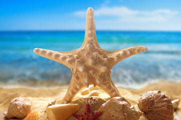 Fototapeta na wymiar Starfish and seashells on the beach