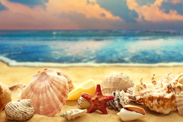 Obraz na płótnie Canvas Seashells on the sandy beach