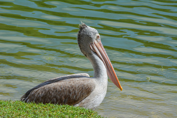 Spot-billed pelican (Pelecanus philippensis) in drizzle
