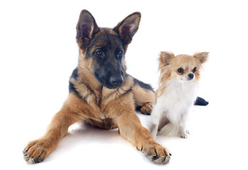 puppy german shepherd and chihuahua