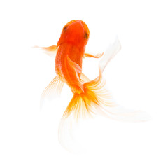 Goldfish swimming