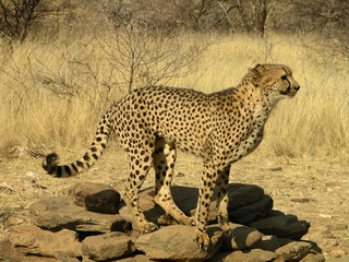 Naklejka premium cheetah