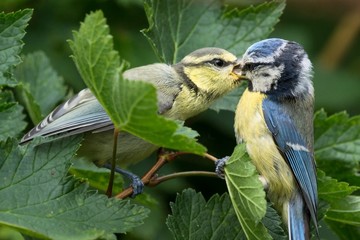 Juvenile blue tit bird being fed by a parent