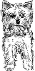 Terrier