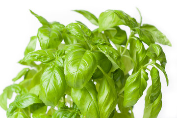 basil