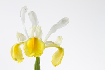 Naklejka na ściany i meble Yellow and white iris flower on white background