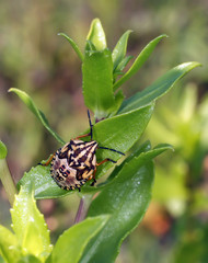 Нимфа клопа щитника