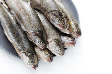 rainbow trout