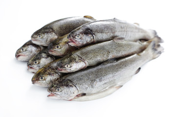 rainbow trout