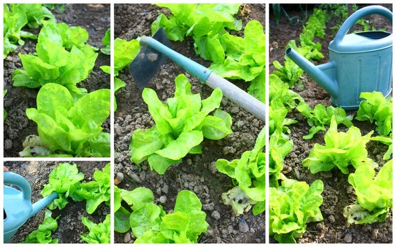 cultiver ses salades, composition
