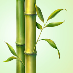 bamboo stem and leaves illustration