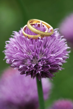 Gold wedding rings on beautiful blossom