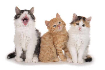 drei Kätzchen nebeneinander- three little kitten