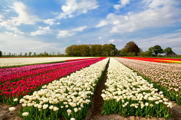 colorful tulip fields and farmhouse in Alkmaar