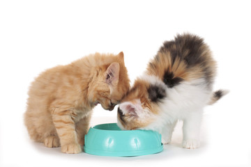 Zwei Kätzchen am Futternapf - cat food