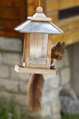 Eurasian red squirrel / Sciurus vulgaris plundering bird feeder