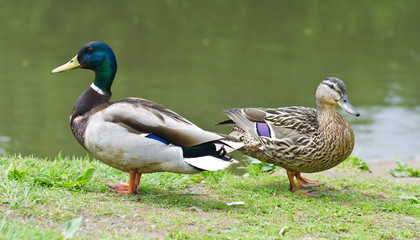 Two ducks near a pond